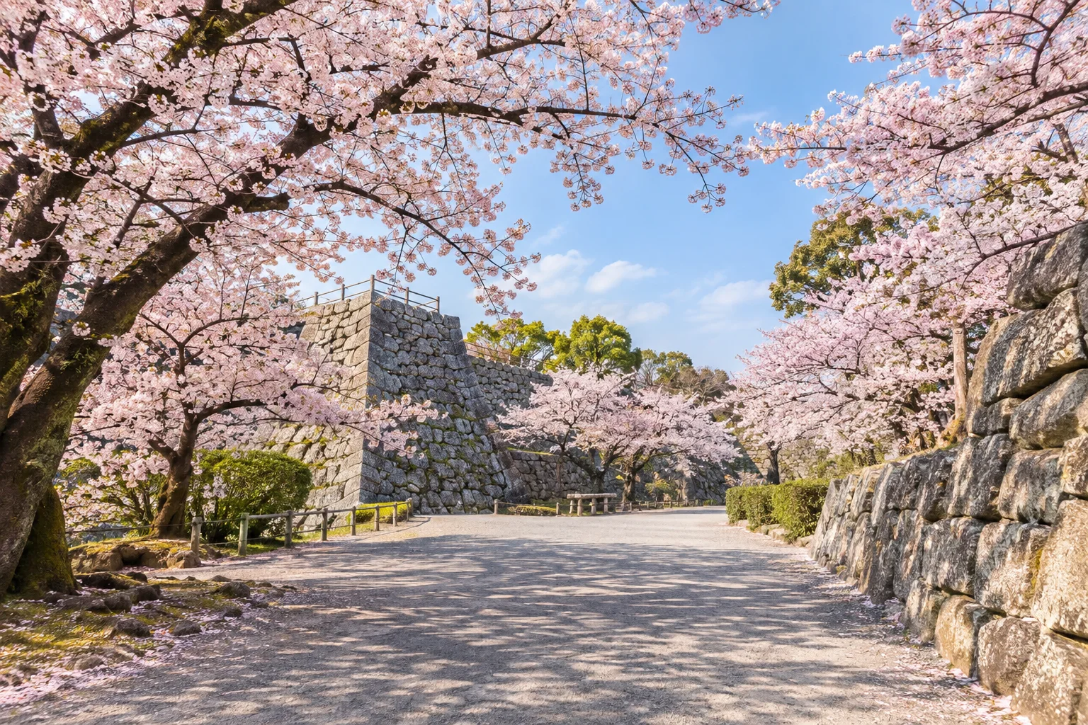 福岡舞鶴公園櫻花與城跡