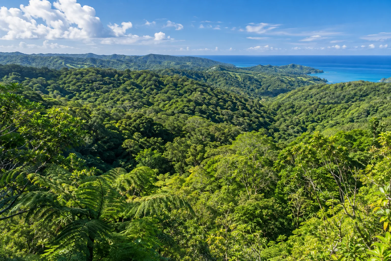 沖繩山原地區的亞熱帶森林全景