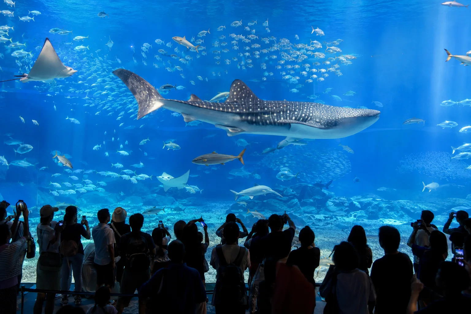 沖繩美麗海水族館的鯨鯊展示缸