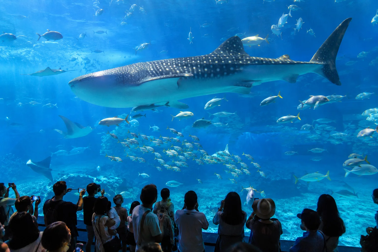 沖繩美麗海水族館的鯨鯊